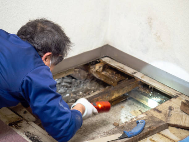 Best Residential Mold Remediation in Little River Academy, TX
