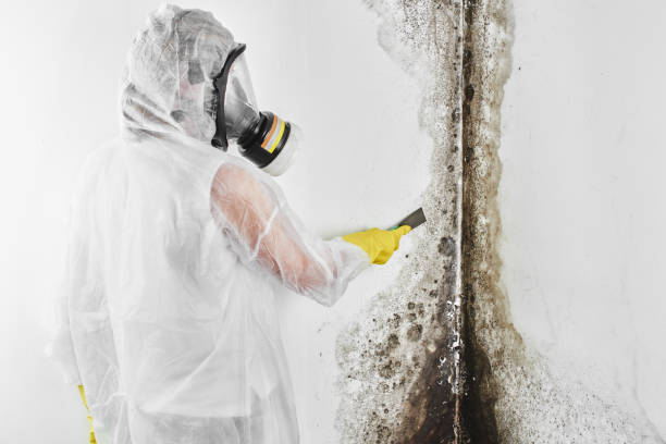 Best Health and Safety Mold Remediation in Little River Academy, TX