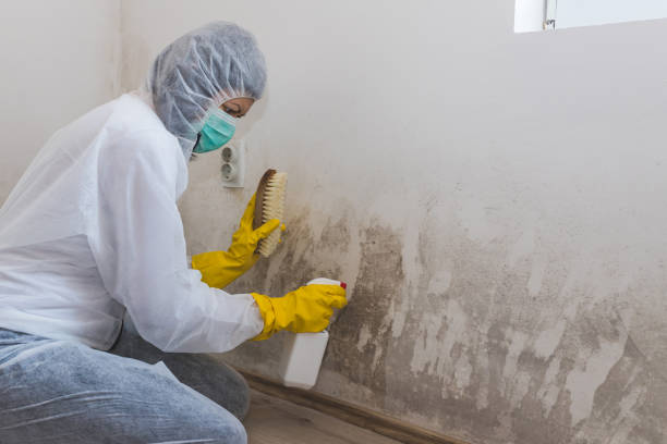 Best White Mold Remediation in Little River Academy, TX