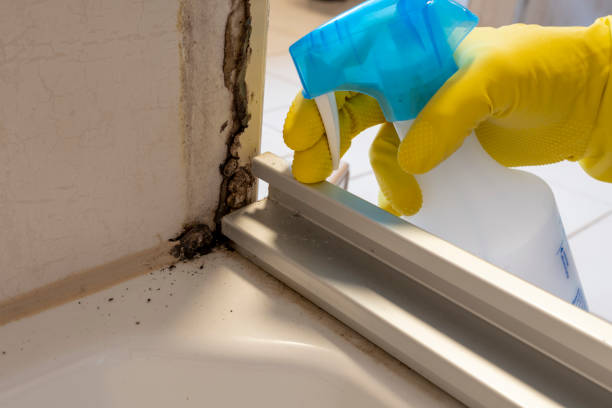 Best Localized Mold Remediation (e.g., coastal areas, humid climates) in Little River Academy, TX