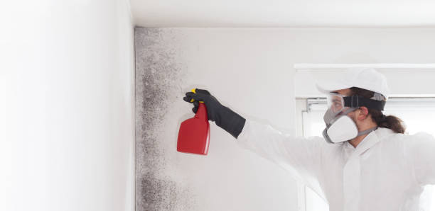 Best Kitchen Mold Remediation in Little River Academy, TX