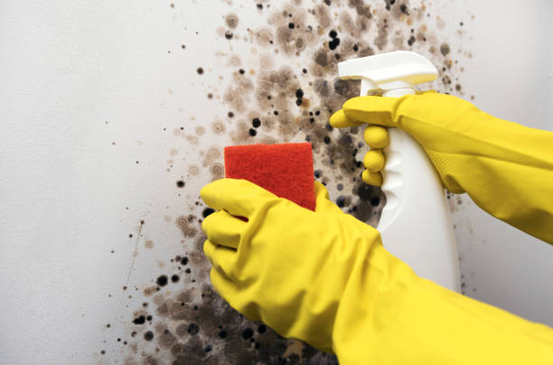 Little River Academy, TX Mold Remediation Company
