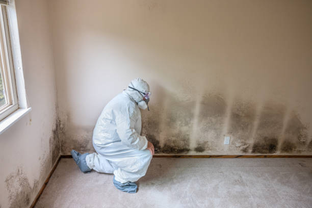 Best Post-Flood Mold Remediation in Little River Academy, TX