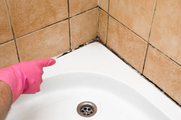 Best DIY Mold Remediation Support Services in Little River Academy, TX